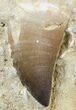 Mosasaur (Prognathodon) Tooth In Rock - Partial Root #55798-1